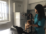 Cabinet veterinar Nerva Traian