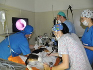 Cursuri tehnician Veterinar For People Bucuresti