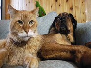 Cabinet Veterinar Rivet Profesional