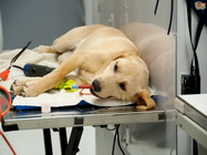 Cabinet Veterinar Rivet Profesional