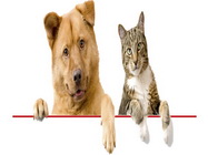 Cabinet Veterinar Rivet Profesional