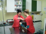 Cabinet veterinar Vet4pet