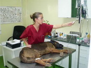 Cabinet veterinar Vet4pet
