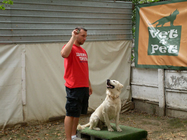 Dresaj caini Vet4Pet Bucuresti