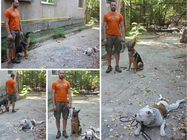 Dresaj caini Vet4Pet Bucuresti