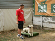 Dresaj caini Vet4Pet Bucuresti