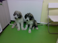 Dresaj caini Vet4Pet Bucuresti