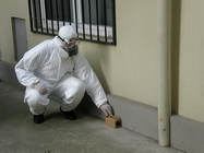 Dezinsectie ieftina bucuresti