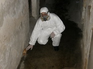 Servicii dezinsectie rapida