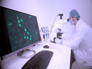 Tratament muscatura capusa