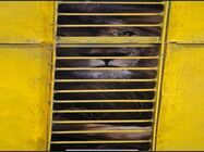 Transport animale cargo