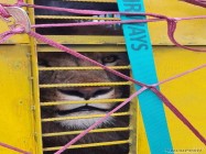 Transport animale cargo