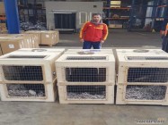 Transport animale cargo