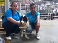 Transport animale cargo