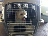 Transport animale infinite marketing group