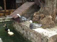 Restaurant Terasa Doamnei 