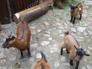 Restaurant Terasa Doamnei 