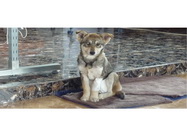 Servicii Veterinare de Urgenta