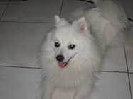 Servicii Veterinare de Urgenta