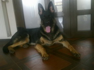 Servicii Veterinare de Urgenta