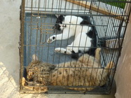 Sun Cris Vet Ambulanta