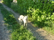 Sun Cris Vet Ambulanta