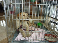 Sun Cris Vet Ambulanta