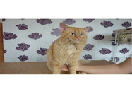 Sun Cris Vet Ambulanta