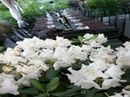 Restaurant Cantina Verde