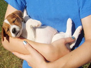 Baby Dogs, dresaj canin Bucuresti, preturi mici