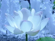 Tratamente faciale de curatare Bucuresti