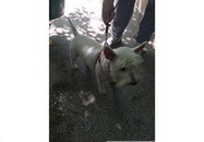 Frizerie canina Giurgiului