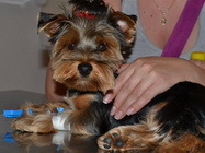 Cabinet Veterinar Comivet