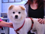 Neurochirurgie veterinara Bucuresti