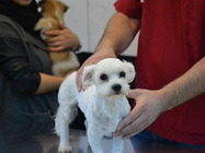 Stomatologie veterinara Bucuresti