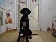 Stomatologie veterinara