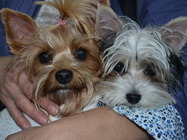 Oftalmologie veterinara