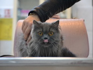 Cabinet Veterinar Comivet