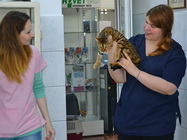 Cabinet Veterinar Comivet Bucuresti