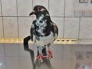 Cabinet Veterinar Comivet Bucuresti