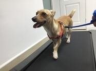 ortoped veterinar bun