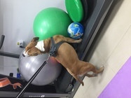 ortoped veterinar bucuresti