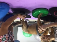 contact cabinet veterinar comivet