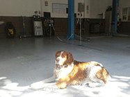 service auto ieftin Rahova