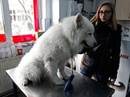 Cosmetica canina Camil Ressu