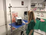 Veterinar zona Rahova