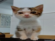 Cosmetica canina Militari