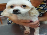 Cosmetica canina Militari