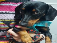 Cosmetica canina Militari