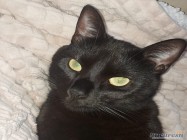 Cosmetica canina Militari